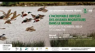 L’incroyable odyssée des oiseaux migrateurs dans le monde : mieux les dénombrer, mieux les connaître