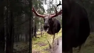 #animal action #goat actions in water morning# |shorts |#shorts|#viral video   browns deer 🦌 🦌 🦌 🦌