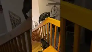 не ищите лёгких путей #мотивациянауспех #motivation #cat