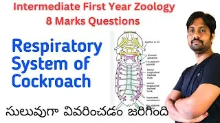 Respiratory System of Cockroach || Inter First Year Zoology Important 8 Marks Quotations