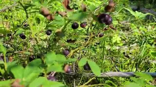 Why the huckleberry is perfectly picked for Montana