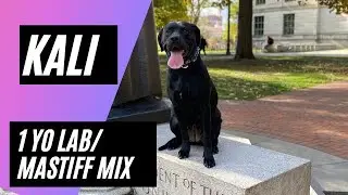 Kali | 1 Year Old Mastiff/ Lab Mix | 14 Day Transformation | Obedience Training | Off Leash Training