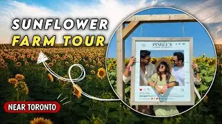 Sunflower Paradise in Canada 🌻🇨🇦| Pingle&rsquo;s Farm Near Toronto | Hidden Gem Day Trip