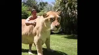World&rsquo;s biggest LIGER! HERCULES