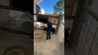 How to give a pig a bath #shorts #reels #cute #farm #animals