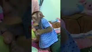 LyLy monkey eats guava fruit #shorts #monkey #monkeyLyly #smartmonkey #cute #babymonkey#