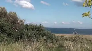 The 