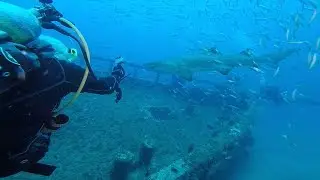 Triple Wreck Dive, Morehead City, NC with Olympus Dive Center (6/9/2018)