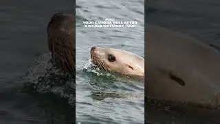 FRS Clipper Whale Watching | Downtown Seattle's ONLY Whale Watching Tour