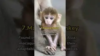 most popular types of monkeys 😱😍 #top10 #top #topthings #animal