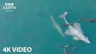 Drift with Whales in 4K | 1 Hour | BBC Earth Relax