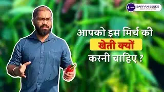 इस #मिर्च_की_खेती  क्यों करनी चाहिए ?| #why Sarpan-531 #chilli  #seeds ? #byadagichilli #sarpanseeds