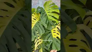 Monstera Deliciosa Aurea Variegated 🪴✨🌙 #plants #plantlover #indoorplants #monstera #houseplants