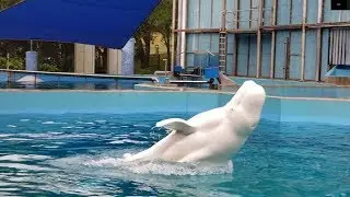 Naluark's Back Breach (Inside Look at SeaWorld San Antonio 4/6/19)