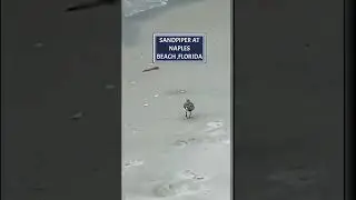 SANDPIPER AT NAPLES BEACH, FLORIDA