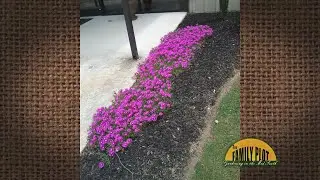 Q&A – What are these flowers? A: Asters