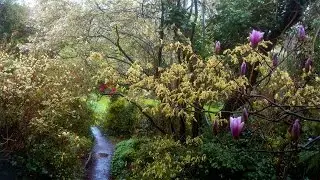 Harry Pierik Tuinontwerp - De Lente (In De Verborgen Stadstuin) Hof van Eden | TuinHarryPierik.nl