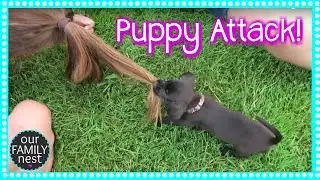 FEROCIOUS PUPPY ATTACK!!