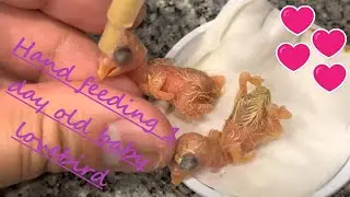 African Lovebirds (Agapornis)💕🦜 Hand feeding hungry 1-day and 3-day old chick baby bird formula 💉🐣🐣