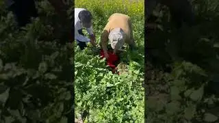 Coconut treatment