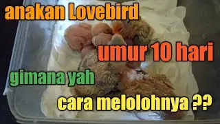 cara meloloh anakan lovebird dari umur 10 hari dan 2 minggu, ada trik dan tips aman dan cepat