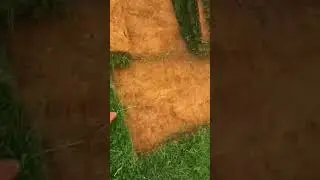 Simple tool for harvesting ornamental grass easily #shorts