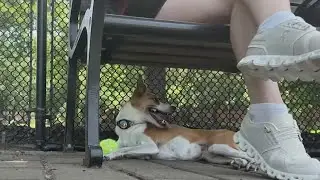 Importance of keeping pets safe in extreme heat