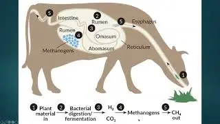 Larry Chase: The Magical Mystical Rumen and Dairy Cattle Sustainability