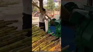 Unique Chinese Sugarcane Planting & Jaggery Making! 🌱