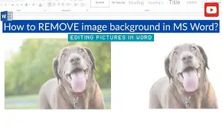 How to Remove Image Background in MS Word
