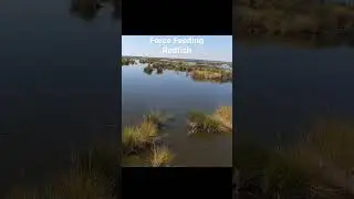 Force Feeding Refish | Sight Casting Redfish #redfish