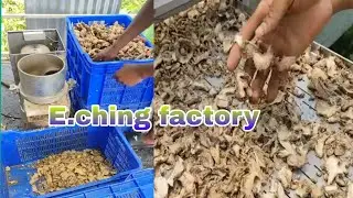 Ginger factory -Hot air drier