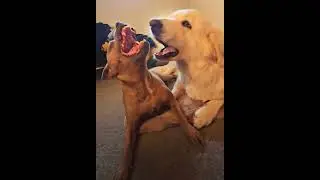 Morning Play Time Staffordshirebullterier Dollar and Polish Tatra Shepherd Lilla 🐾🫶