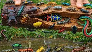 A World of Insects & Reptiles in One Box | Real Nature Documentary