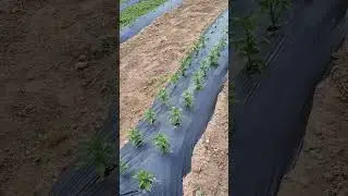 yabani ot ile m&uuml;cadele etmek &ccedil;ok kolay...