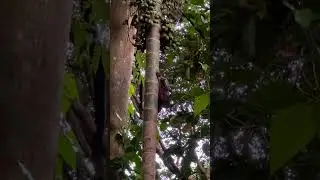Nature - Sunda Colugo, Flying Lemur