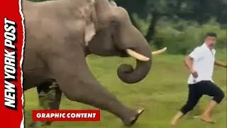 Elephant chases and tramples tourist 'after trying to take a selfie'