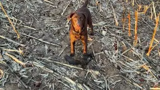 That squirrel had 9 lives!!!!