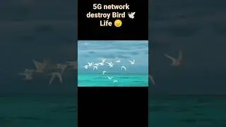 SAVE BIRD 🕊️🕊️😔.#shorts #savebirds #birds #savenature #birdlife #5gradiation # #viral #youtube#like.
