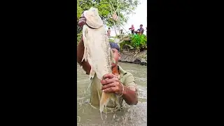 🎣 Crazy Fishermen Catch a Giant Monster Fish in a Village Pond! | Rural Fishing | Saima Fishing 🐟🔥