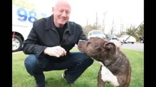 Magic 98 3's Kennel Club: Adopt Rocky Today!