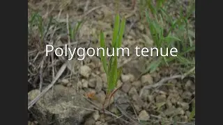 Polygonum tenue