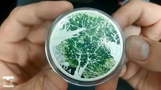 Collectors Close up - Canadian Canopy, the Maple Leaf 2 oz Silver Coin by the Royal Canadian Mint