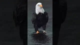 WATCH THIS BEAUTIFUL EAGLE BIRD WALK ON WATER IN SLOW MOTION!
