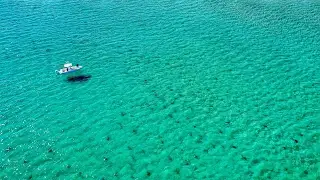 Florida Shark Migration by Drone!!! | DJI Mavic Pro | Amazing 4K Footage