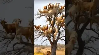 Sheep Stuck on a Tree, Lion Waiting Below! 🦁🌳😱 #short
