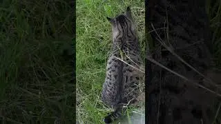 He's sitting in ambush #shorts #cat #meow #animals #cutecat #funnycat #kitty  #amazingcat