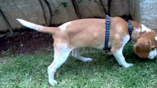 Beagle bicolor luna 4 meses