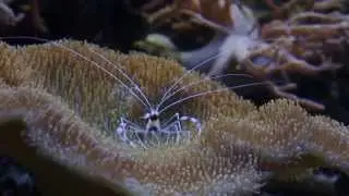 Stenopus hispidus - Креветка-боксёр
