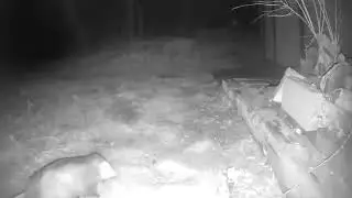 Chonker Opossum